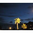 Port Aransas: Palm trees at night