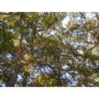 Samburg: Tree's at Reelfoot Lake