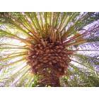Las Vegas: : Vegas Palm Tree