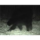 Spencer: This picture of a Black Bear was taken recently at Jette's house on N.West Road in Spencer