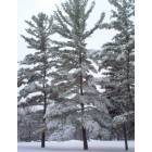 Mount Pleasant: Snow covered pine trees on the campus of Central Michigan University.