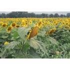 Sunflowers in Mifflinburg PA 17844
