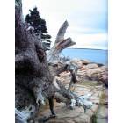 Bar Harbor: Otter Point, Acadia National Park