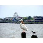 Kemah: White Pelican looking at Seagull with Kemah Boardwalk in background