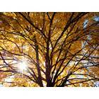 Lewistown: Sunlight through tree