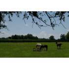 Reddick: Horses in the pasture, located in Reddick, Fl