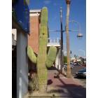 Scottsdale: cactus in downtown scottsdale