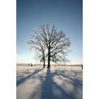 Marshfield: : Winter Beauty