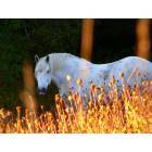 Apex: white horse