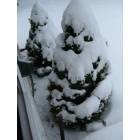 Willow Springs: : Two snow covered bushes in front of my home.