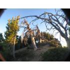 Sisters-Millican: Stunted trees on Paulina PK...
