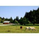 Upper Siuslaw: Grazing....