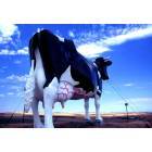 New Salem: New Salem Sue. World's Largest Holstein Cow