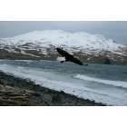Adak: Eagle in flight at Bering Sea, past Clam Lagoon.