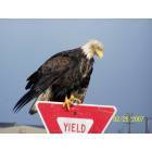 Adak: Eagle on yield sign near airport on Adak.