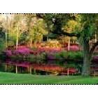 Summerville: Azalea Park  in bloom