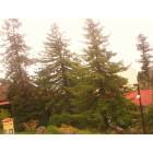 Arcata: This is taken on the campus of Humboldt State University in Arcata. This is a beautiful campus with lots of beautiful plants to be seen.
