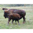 Cheyenne: : Mama and Baby Bison on Terry Bison Ranch