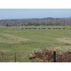 Cedar Bluff: Feeding Cows close to Gaylesville Alabama