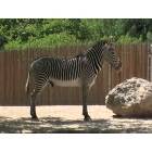 Oljato: A Zebra at Salt Lakes Hogel Zoo!
