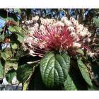 Miami Shores: Beauty in the Shores