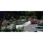 Wheaton-Glenmont: Roses at Brookside Gardens