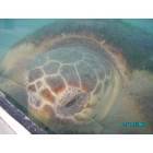 Palm Beach Gardens: Turtles at LaugerHead