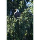 Ocean Shores: Bald eagle at the Weatherwax property