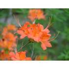 Murphy: Flame Azalia
