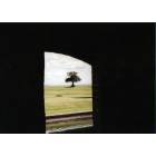 Tybee Island: Lonely tree through Ft, Pulaski gun port...