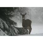 deer in the washougal winter