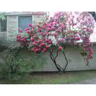 Watermill: May in Watermill