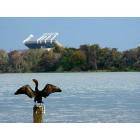 Orlando: : Orlando Citrus Bowl With Snake Bird in Foreground Clear Lake
