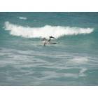 Vero Beach: pelican