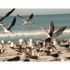 Nokomis: Seagulls on Nokomis Beach