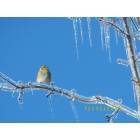 Oregon: Icestorm Dec 2007 Gold Finch on iced tree limb