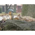 Martinsville: squirrel on washington street