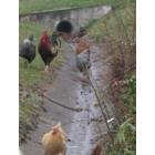 Martinsville: : chickens running loose on morgan street