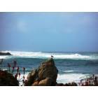Pacific Grove: Pacific Grove CA Surf