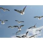 Ocracoke: Sea Gulls follow ferry boat to Ocracoke