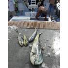 Ocracoke: Blue Dolphin fish