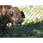 South Park Township: buffalo in South Park, PA