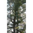Thurman: A pine Tree on our Tree Farm