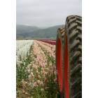 Lompoc: : Flower fields tractor vi