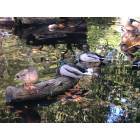 Washington: : ducks resting at National Zoo, Washington DC