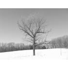 Waverly: Lone tree in Waverly Field