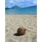 Honolulu: Coconut found on beach near Waikiki