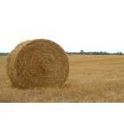Hillman: Hillman hay field