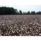 Howardville: A Beautiful cotton field in Howardville, MO!