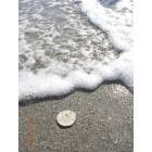 Bradenton: Sand Dollar